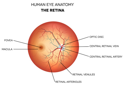 What Does the Retina Do? - How the Retina Allows Us to See