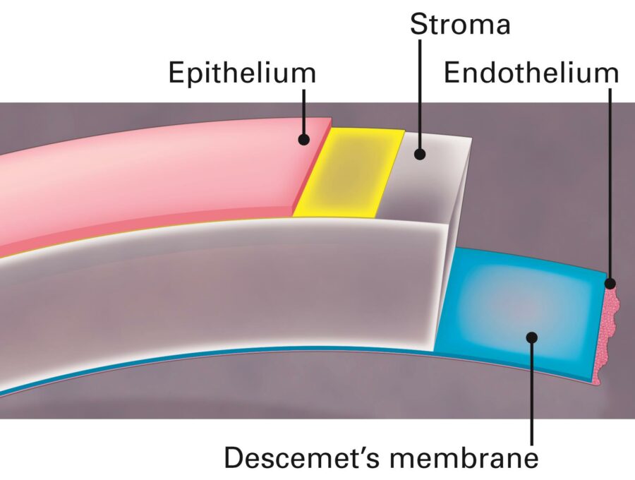 Best corneal transplant surgeons - Corneal Layers - Cornea transplant doctors